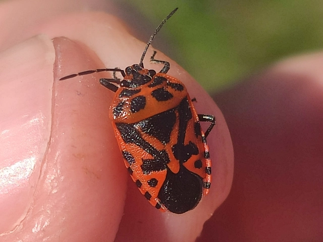 Eurydema ventralis - káposztapoloska Eurydema ventralis - káposztapoloska