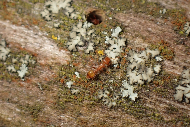 Temnothorax affinis - erdei kéreghangya
