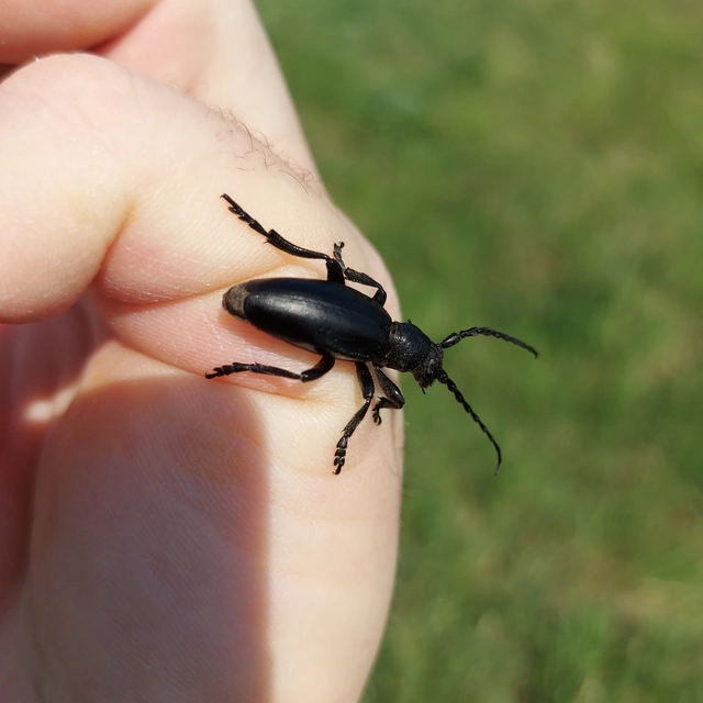 Dorcadion aethiops - fekete gyalogcincér