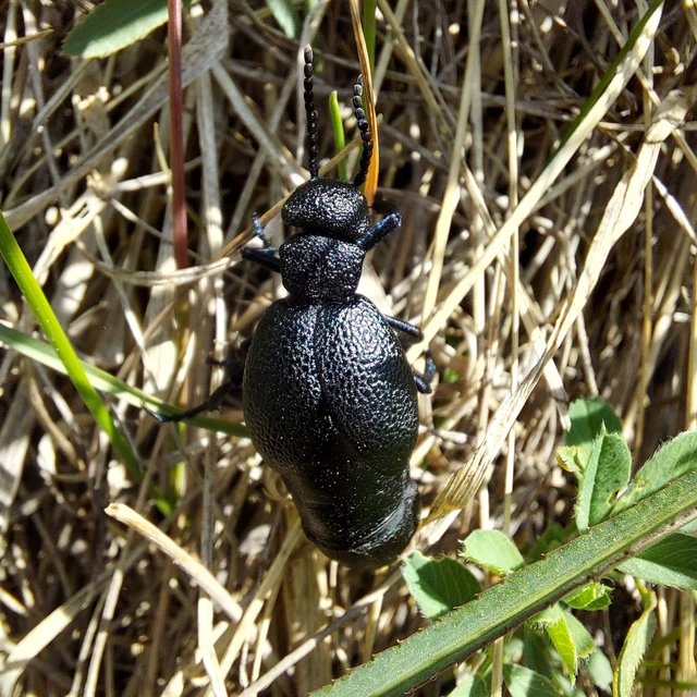 Meloe cicatricosus - óriásnünüke