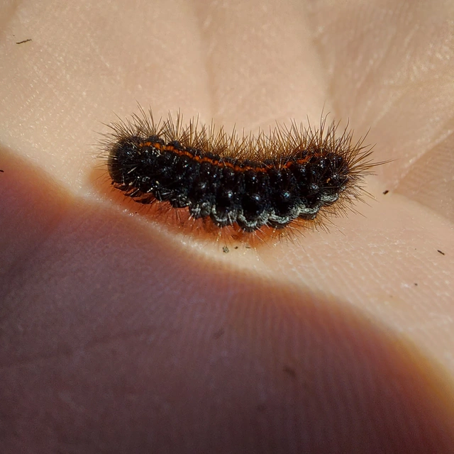 Spiris striata - csíkos molyszövő