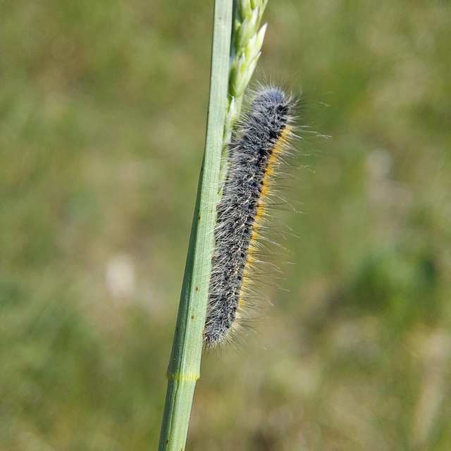 Lasiocampa trifolii - lóhereszövő