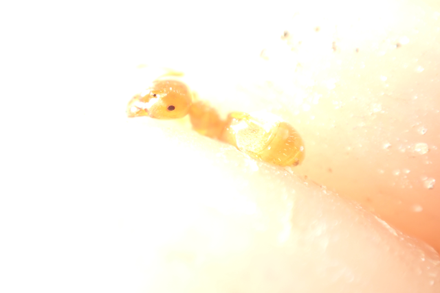 Lasius flavus - gyakori borostyánhangya