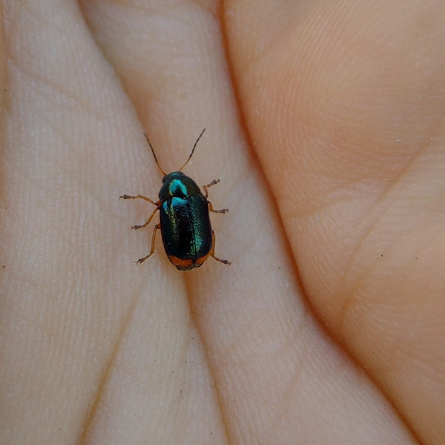 Cryptocephalus schaefferi - lapátlábú zömökbogár Cryptocephalus schaefferi - lapátlábú zömökbogár