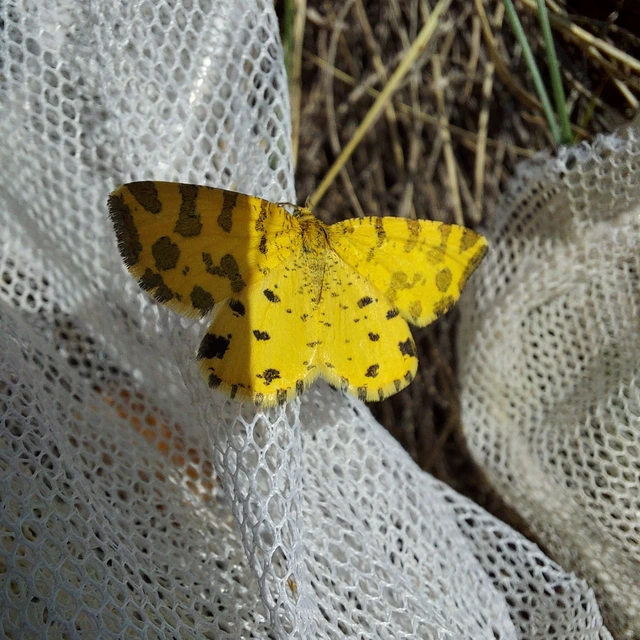 Pseudopanthera macularia - párducfoltos araszoló