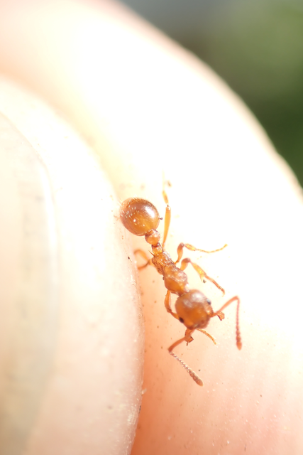 Myrmica rubra - közönséges bütyköshangya