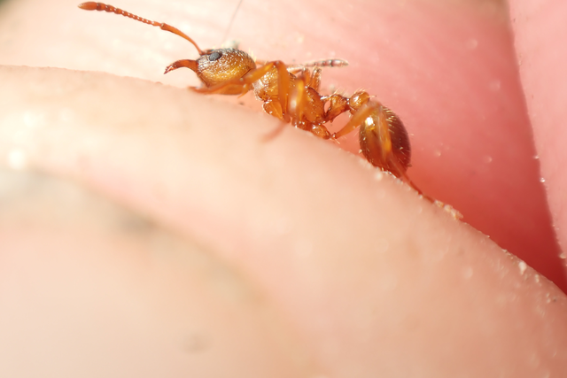 Myrmica rubra - közönséges bütyköshangya
