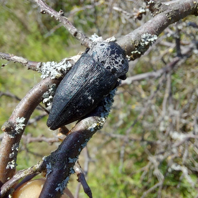Capnodis tenebrionis - kökény-tükrösdíszbogár