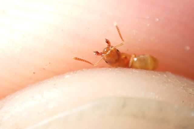 Lasius flavus - gyakori borostyánhangya