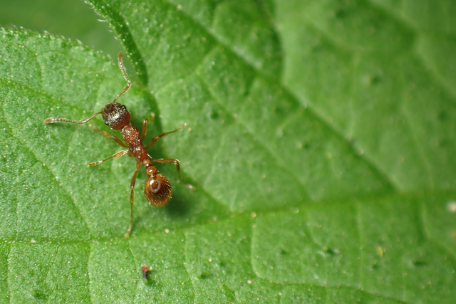 Myrmica rubra - közönséges bütyköshangya
