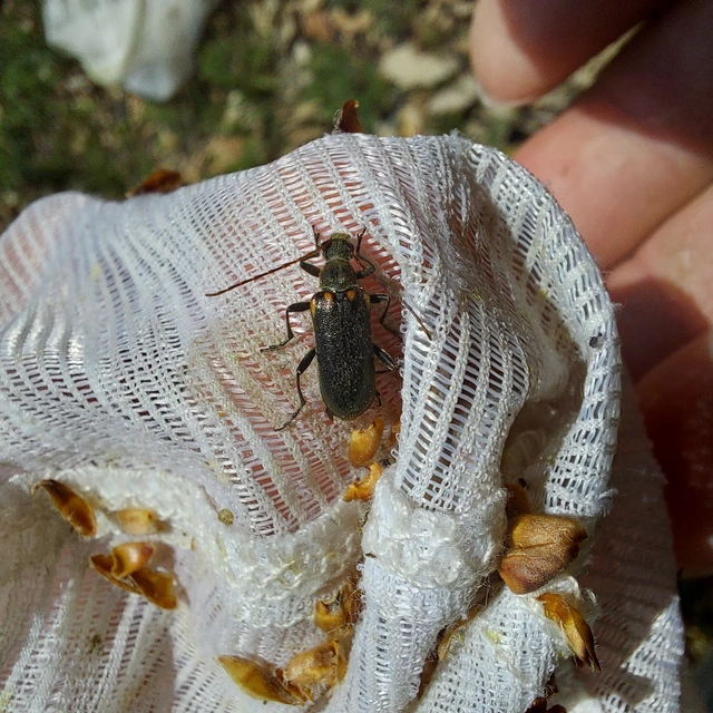 Cortodera humeralis - négyfoltos cserjecincér