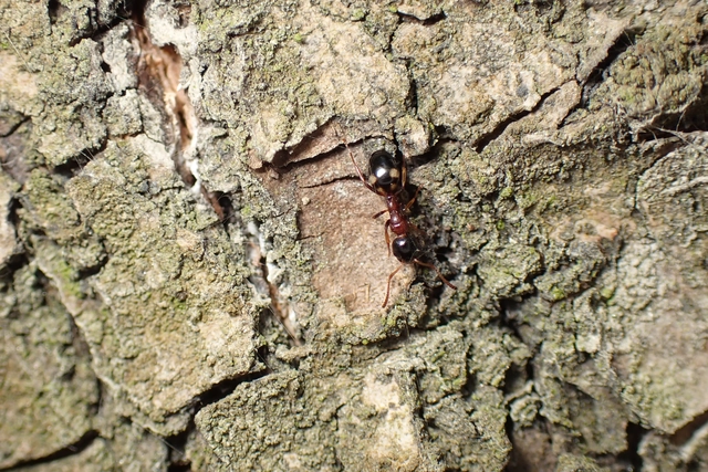 Dolichoderus quadripunctatus - négypettyes erdeihangya