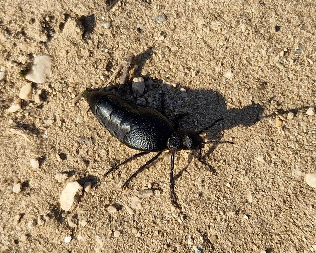 Meloe cicatricosus - óriásnünüke