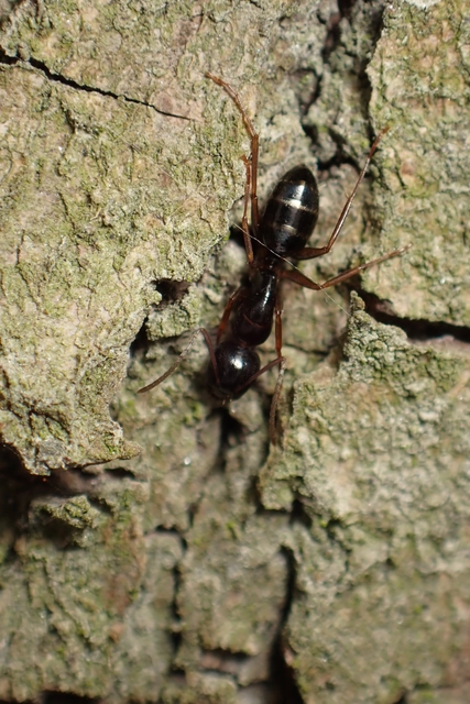 Camponotus fallax - ligeti lóhangya