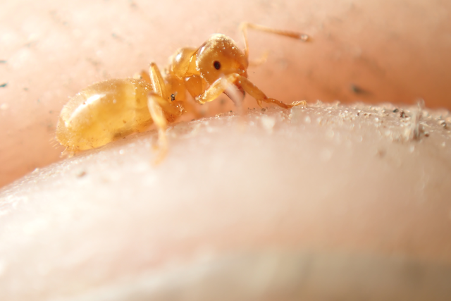 Lasius flavus - gyakori borostyánhangya