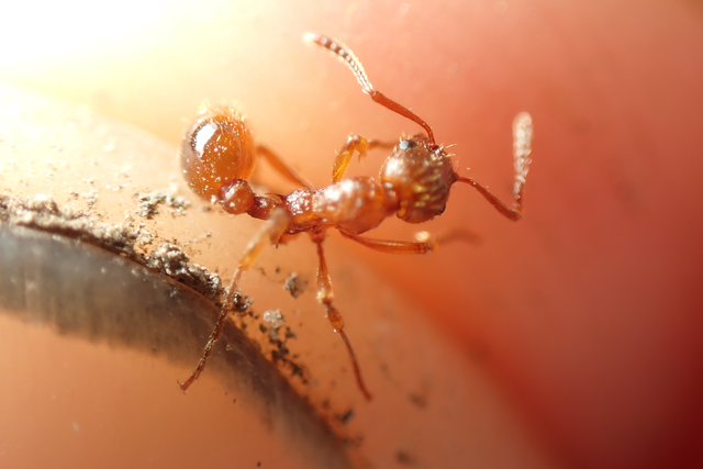 Myrmica rubra - közönséges bütyköshangya
