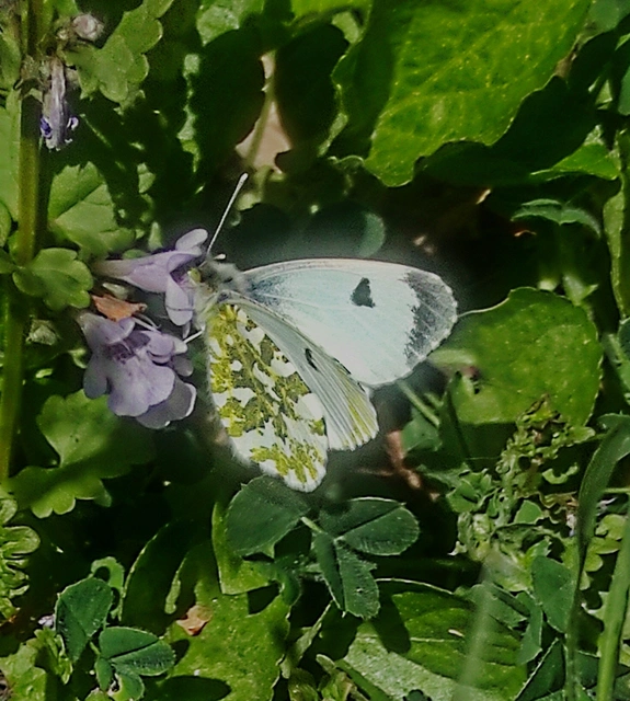 Anthocharis cardamines - hajnalpírlepke