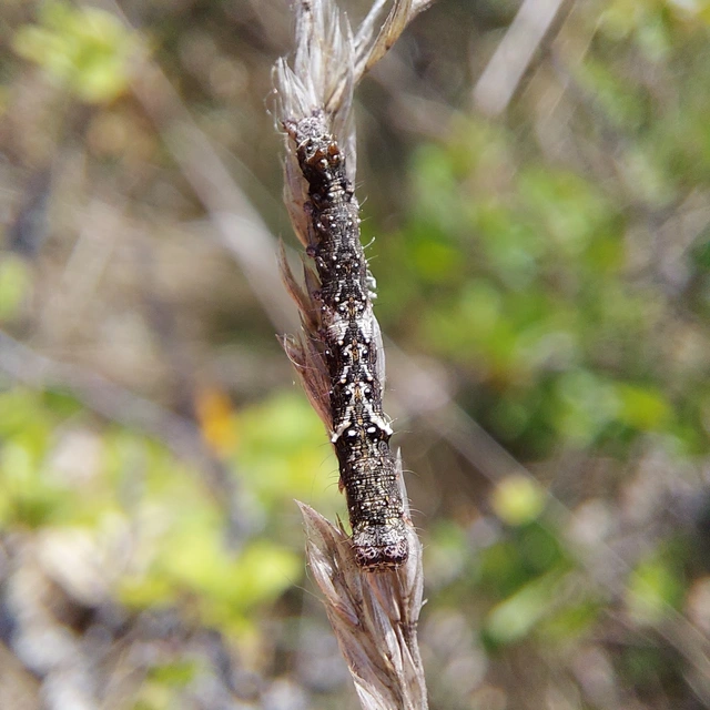 Allophyes oxyacanthae - galagonyabagoly