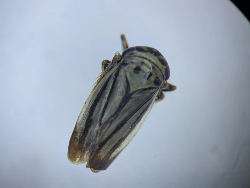 Handianus flavovarius