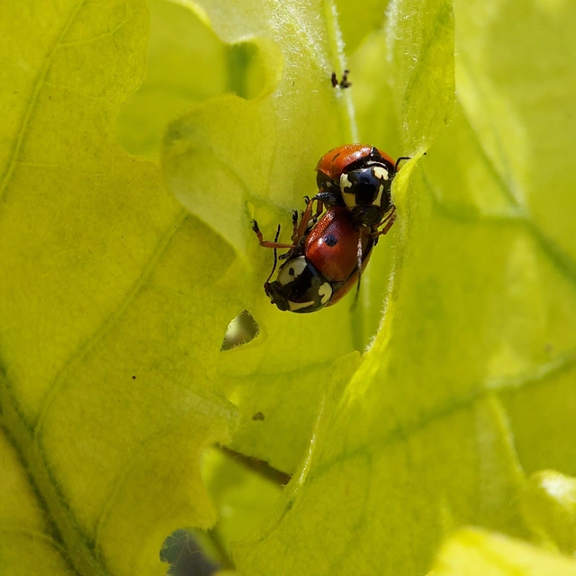 Cryptocephalus cordiger - szíves zömökbogár