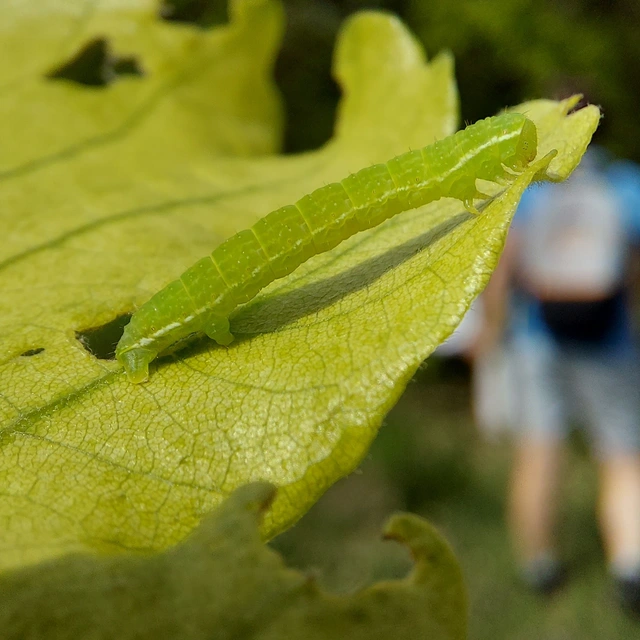 Epirrita christyi/dilutata