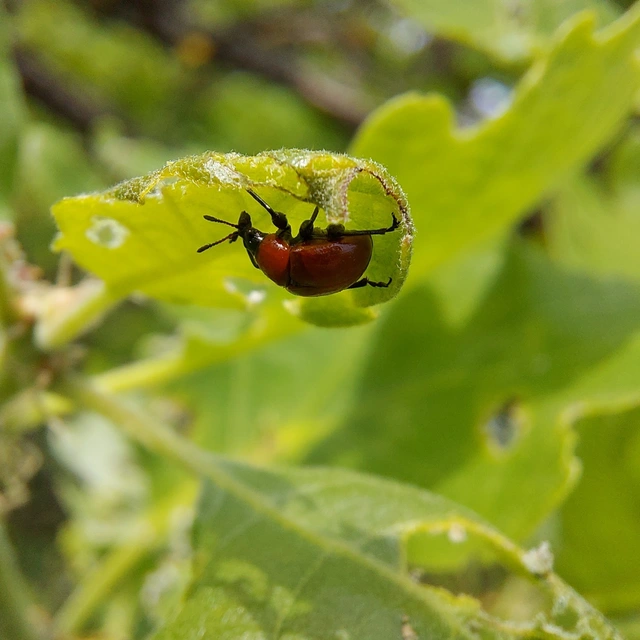 Attelabus nitens - tölgy-levélsodró