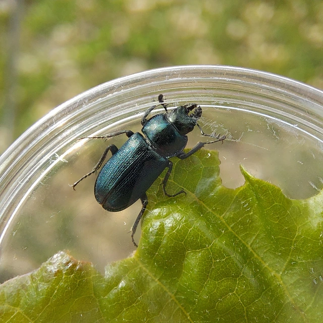 Platycerus caraboides - kis fémesszarvasbogár