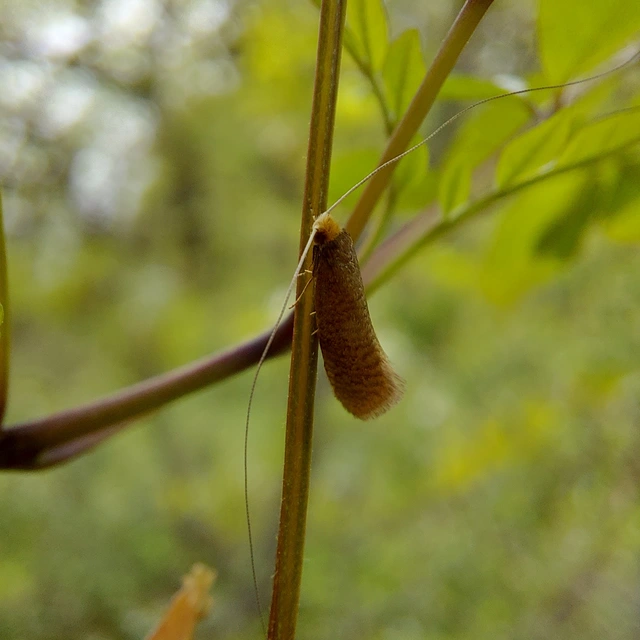 Nematopogon