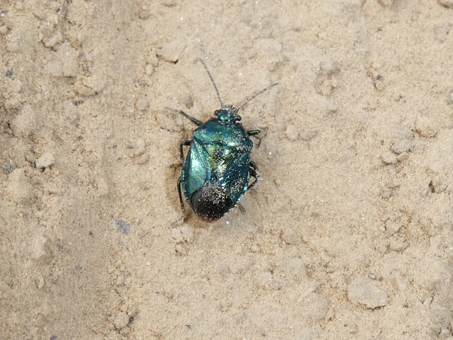 Zicrona caerulea - acélkék poloska Zicrona caerulea - acélkék poloska