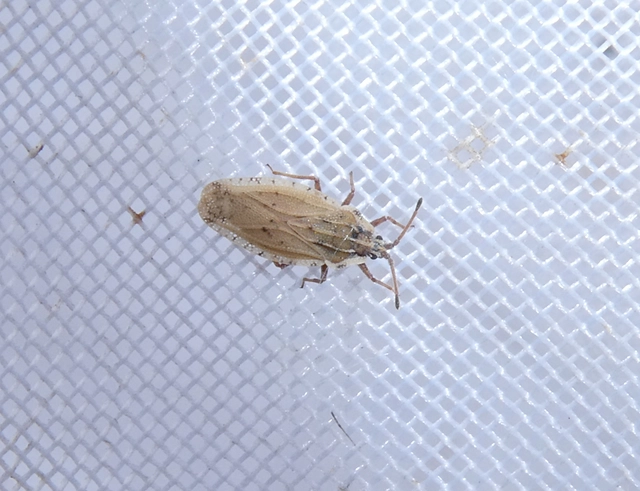 Tingis auriculata - nyakas csipkéspoloska Tingis auriculata - nyakas csipkéspoloska