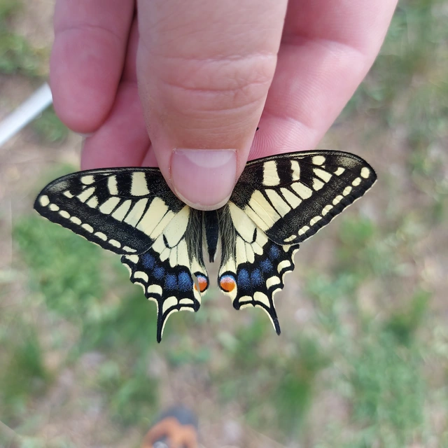 Papilio machaon - fecskefarkú lepke