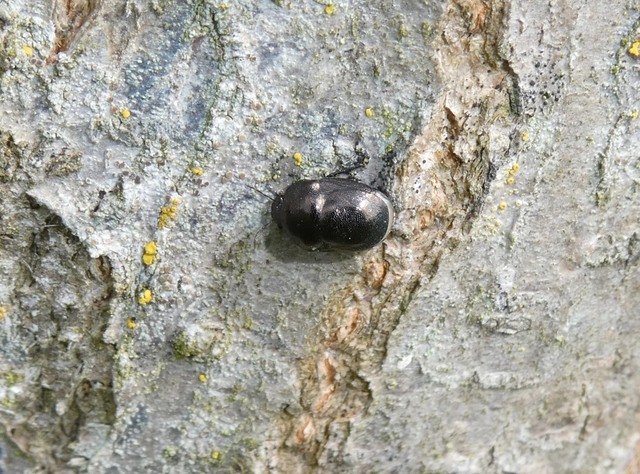 Thyreocoris scarabaeoides - fémes földipoloska