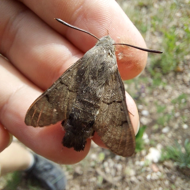 Macroglossum stellatarum - kacsafarkú szender