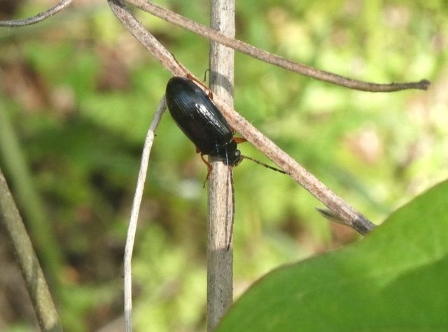 Gonodera luperus - gyászos alkonybogár