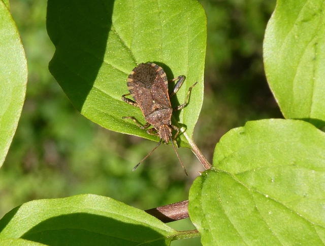 Ceraleptus gracilicornis - tüskéslábú karimáspoloska