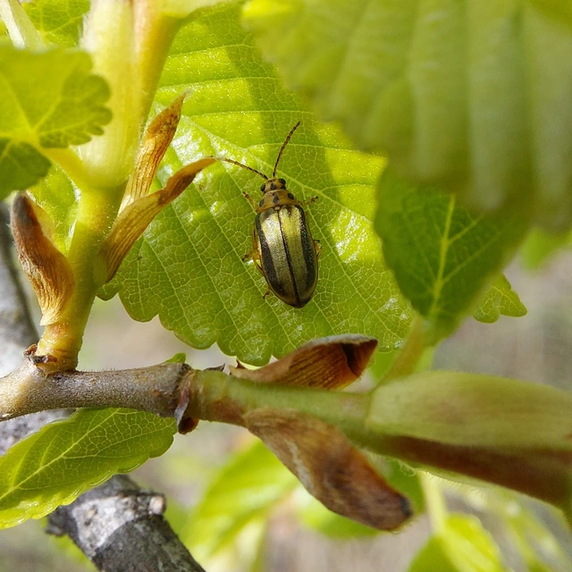 Xanthogalerucella luteola - szilfa-olajosbogár
