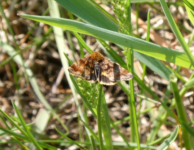 Panemeria tenebrata - apró sárgabagoly
