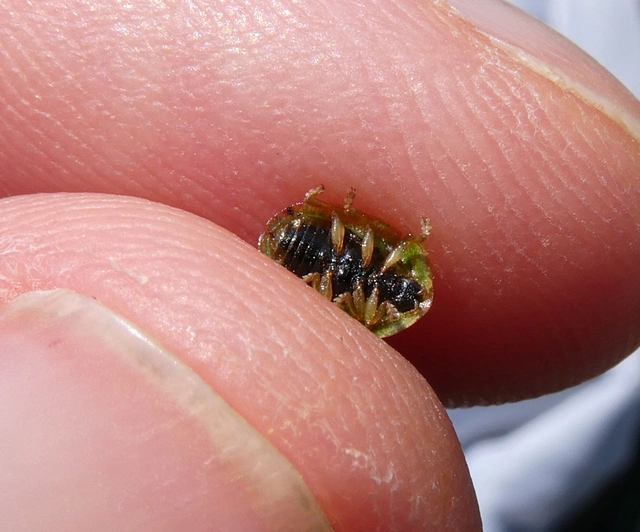 Cassida
