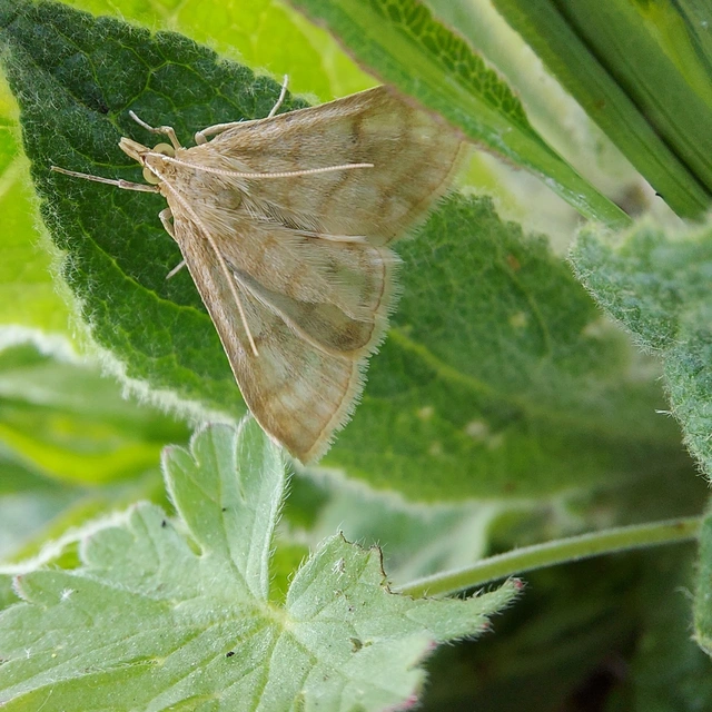 Paracorsia repandalis - szalmaszínű tűzmoly