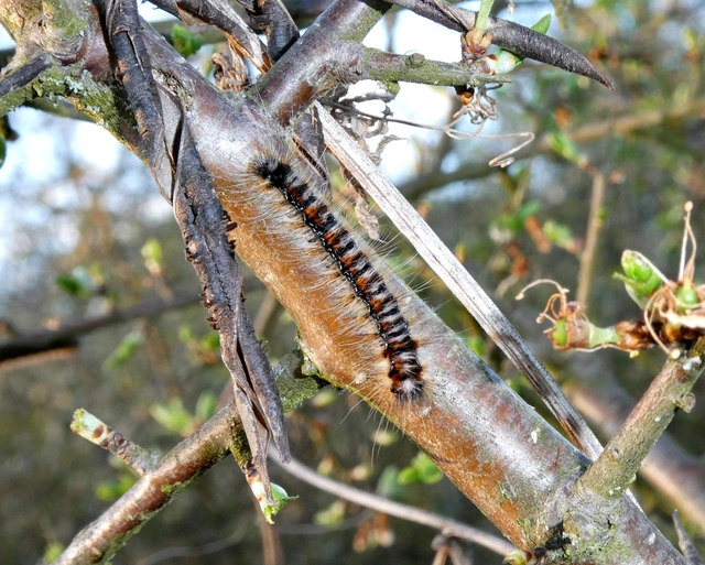 Eriogaster catax - sárga gyapjasszövő