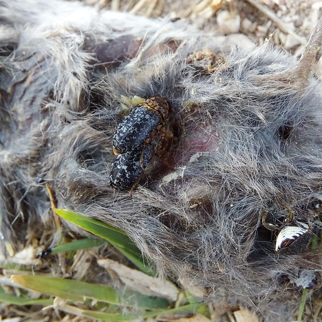 Dermestes undulatus - márványos porva Dermestes undulatus - márványos porva