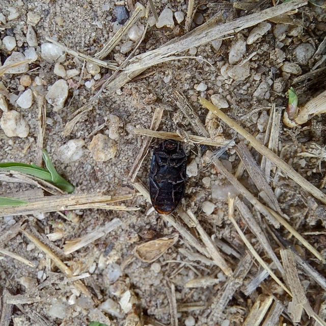 Dermestes olivieri - rőtszőrű porva Dermestes olivieri - rőtszőrű porva