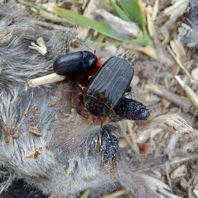 Thanatophilus sinuatus - hegyesvállú dögbogár