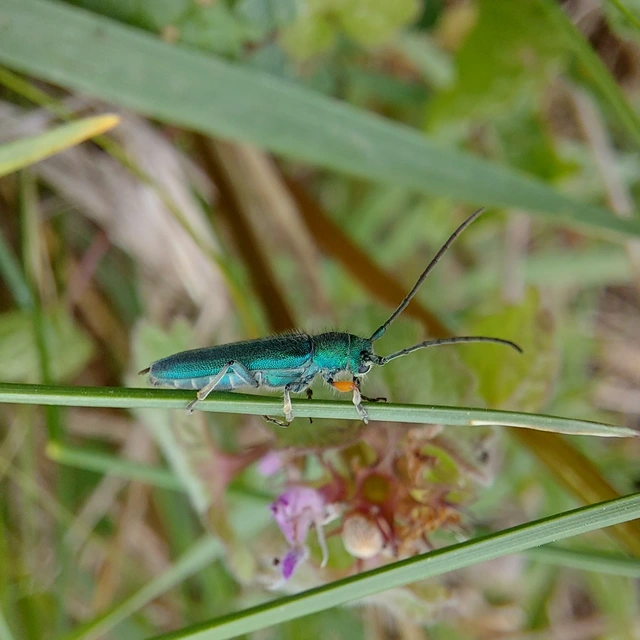 Phytoecia caerulea - fémzöld fűcincér