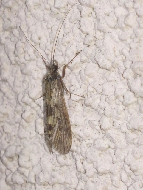 Trichoptera - Tegzesek