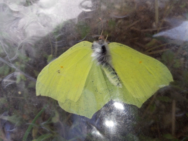 Gonepteryx rhamni - citromlepke