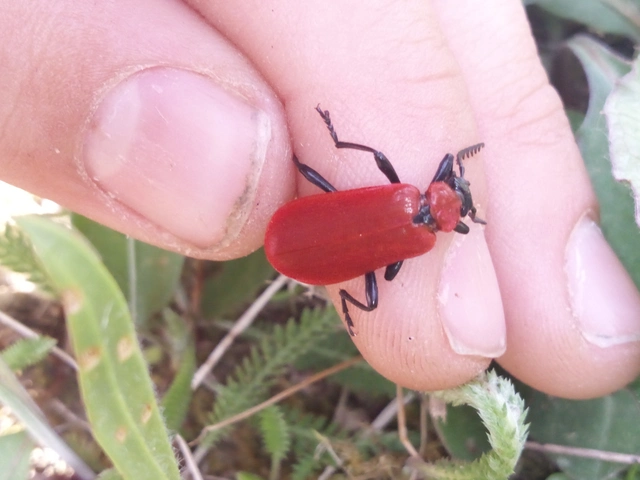 Pyrochroa coccinea - nagy bíborbogár