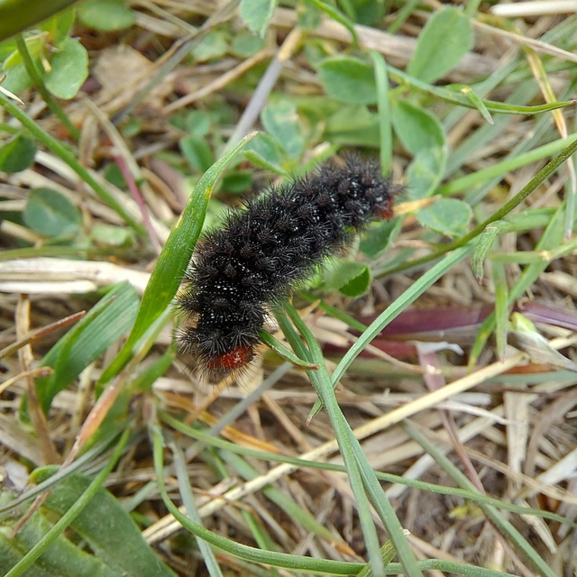 Melitaea cinxia - réti tarkalepke