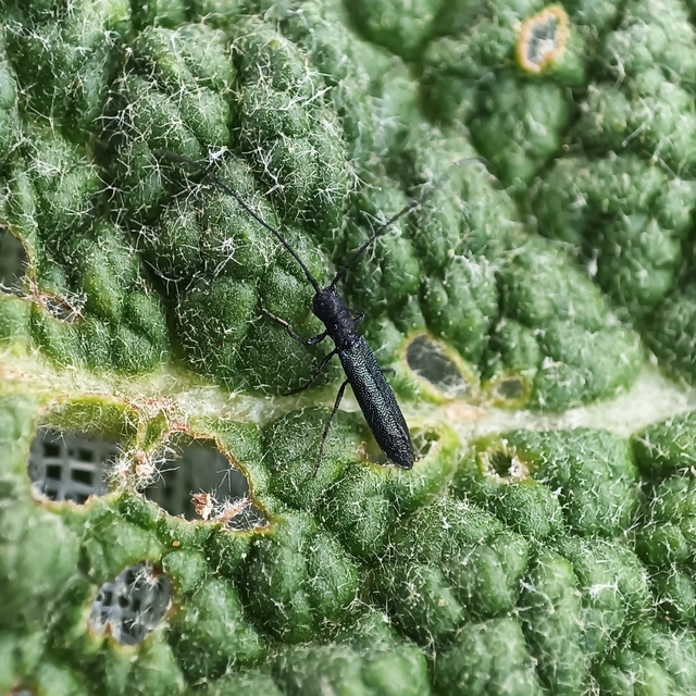 Theophilea subcylindricollis - hengeres szalmacincér