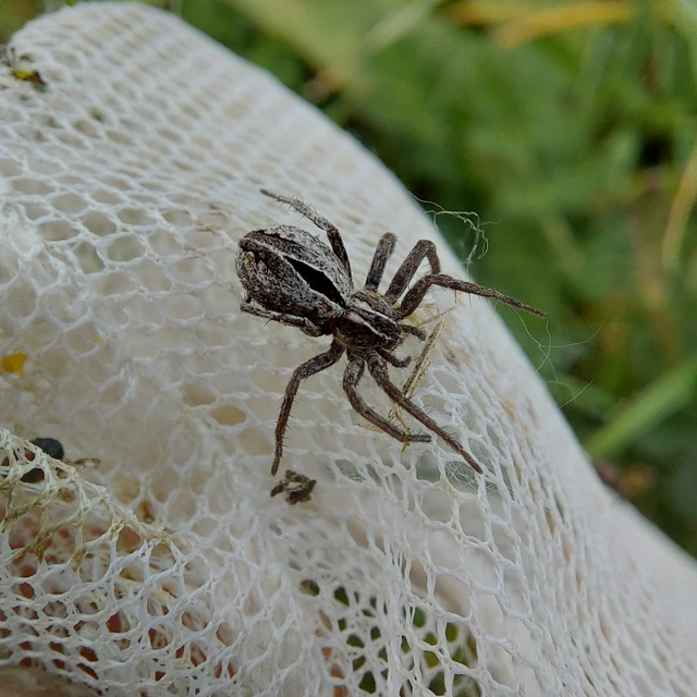 Thanatus arenarius